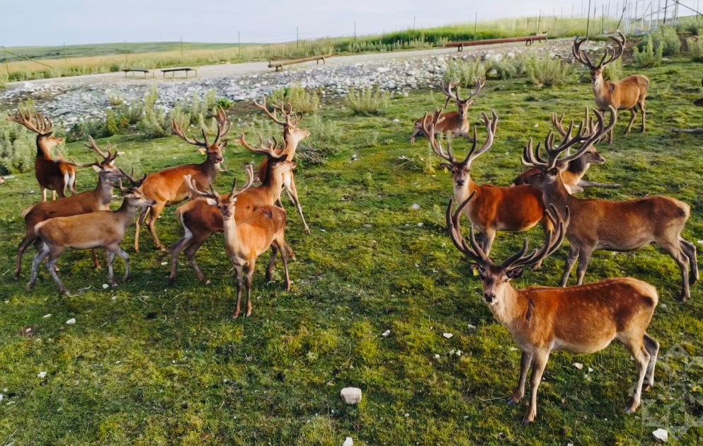 Safari-Abenteuer in Schamachi