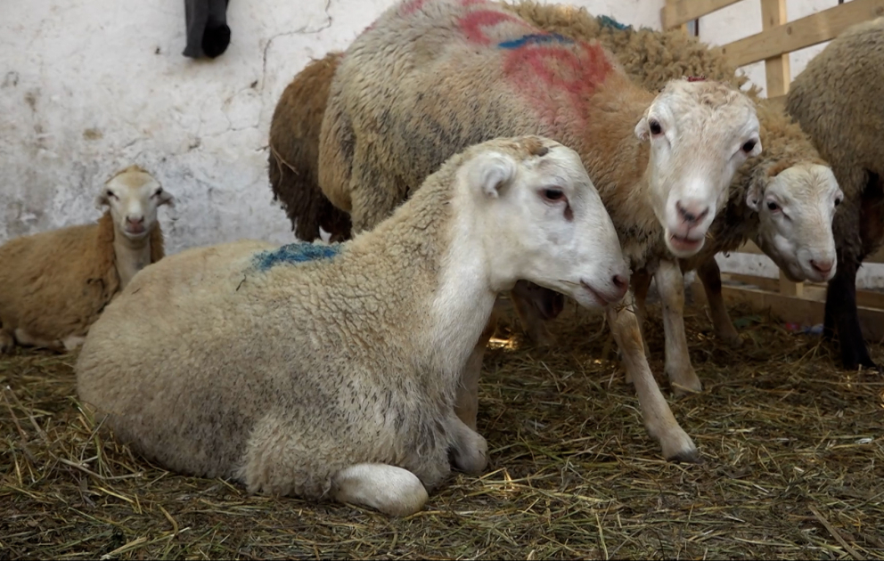 Qurban əti necə bölünməlidir?