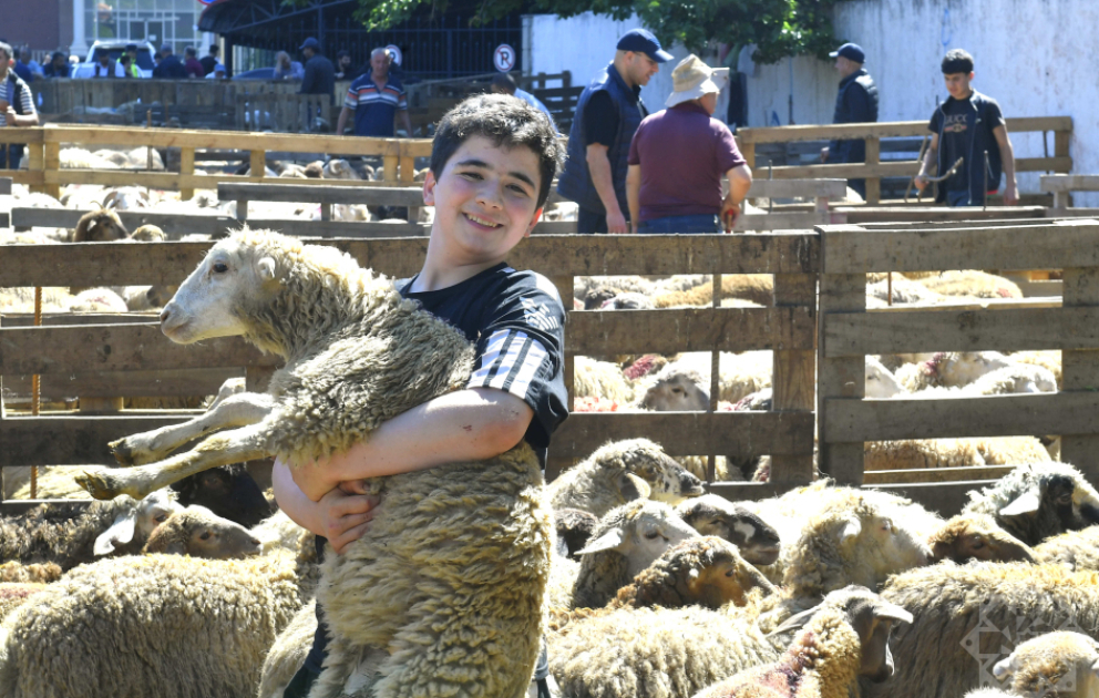 İmkansız ailələrə qurbanlıq ət verəcəyik – Paytaxtda heyvan kəsimi və satışı məntəqələrində qələbəlik müşahidə olunur