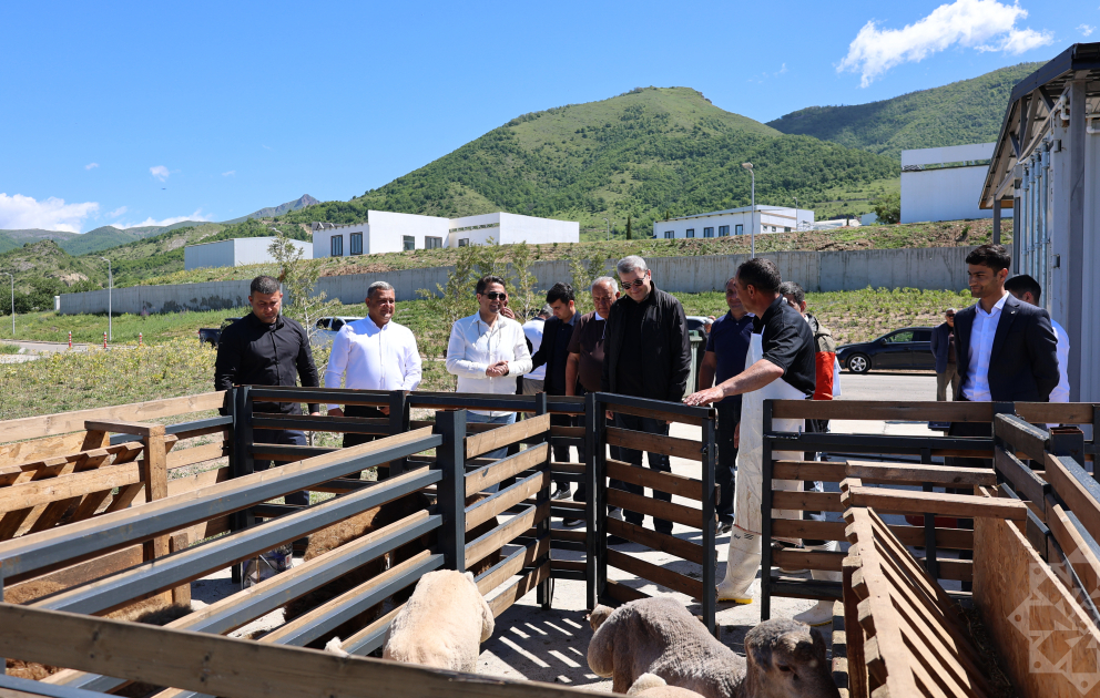 Laçında qurbanlıq heyvanların kəsilməsi baytarlıq nəzarəti altında təşkil olunub