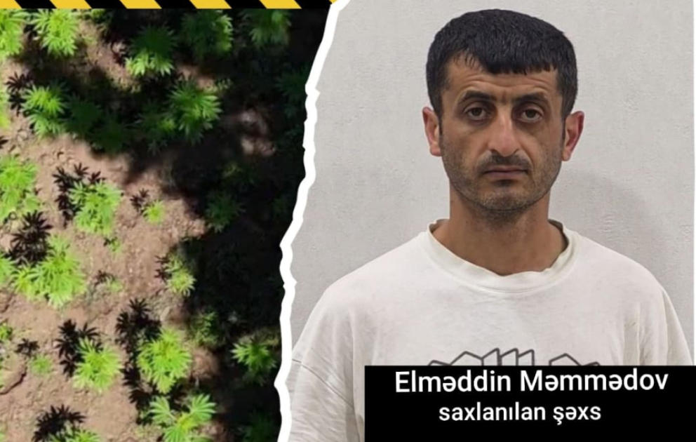 Milli Parkın ərazisində narkotik plantasiyası aşkarlanıb