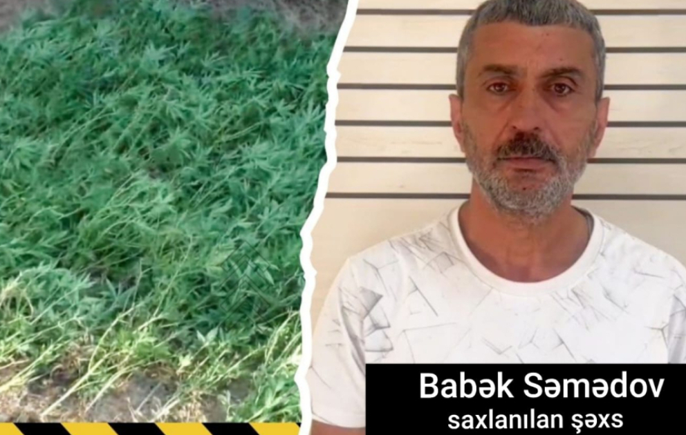 Masallıda çayın kənarında çətənə kolları yetişdirən şəxs saxlanılıb