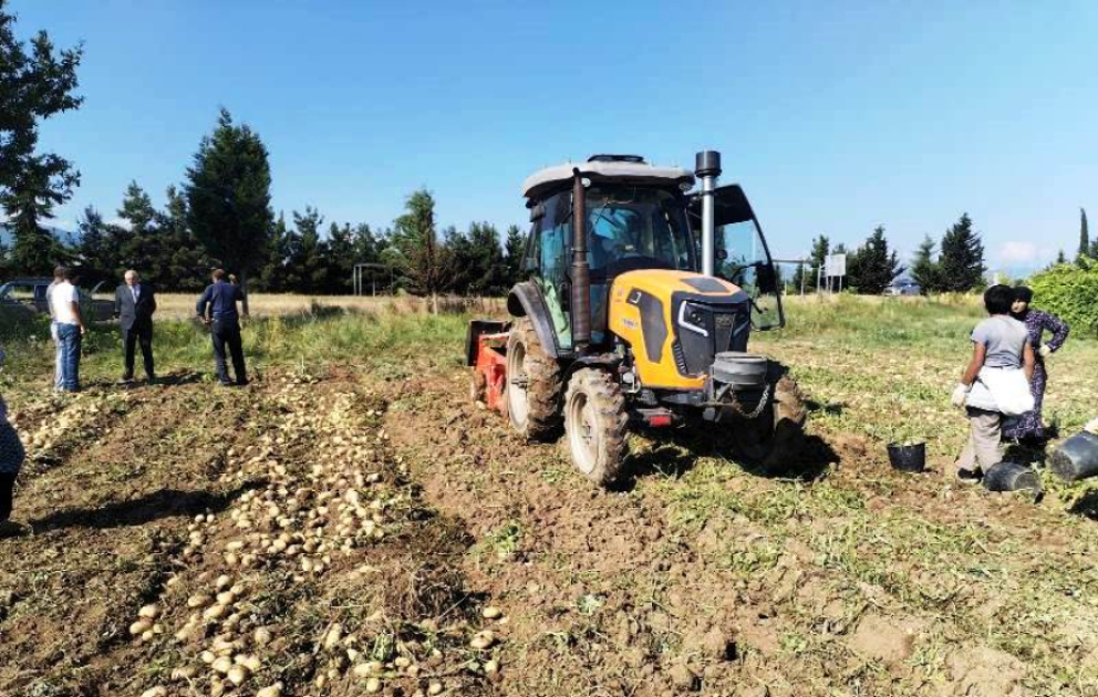 Tovuzda kartof yığımı davam edir