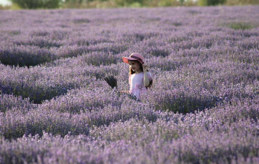 Bənövşəyi çiçək dənizi: Qəbələnin lavanda sahələrinə səyahət