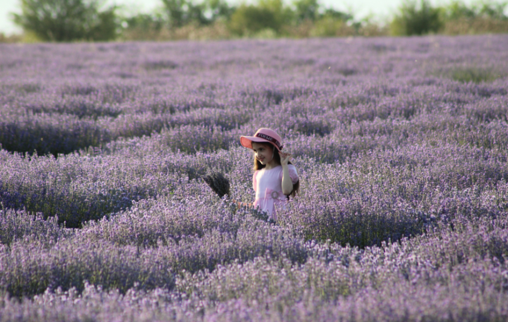Violettes Blütenmeer: Eine Reise zu den Lavendelfeldern von Gabala