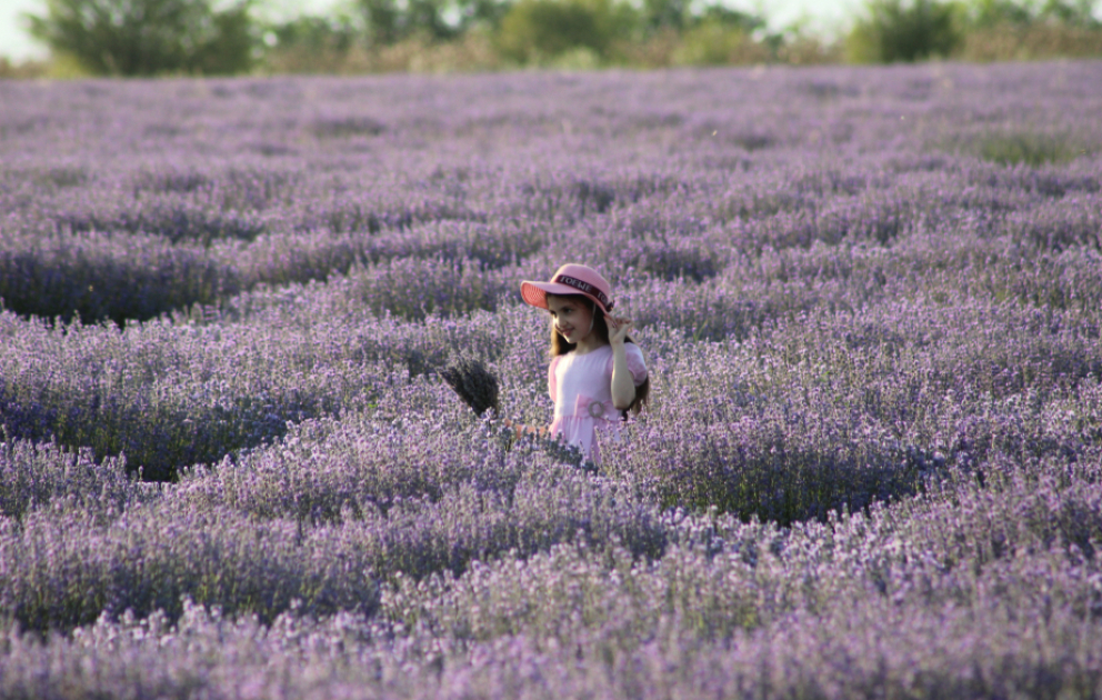 A sea of purple blossoms: A journey to the lavender fields of Gabala