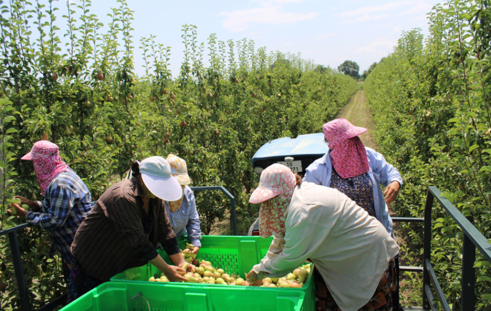 “Made in Azerbaijan”: ixrac bağlarından ilk aqroparka – MEDİATUR