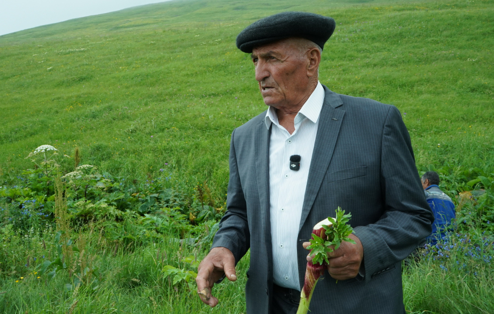 Dağlarda şəfalı bitkilər yığan Laçın sakini: Tədarük etdiyimiz məhsullar qablaşdırılaraq digər bölgələrə çatdırılır