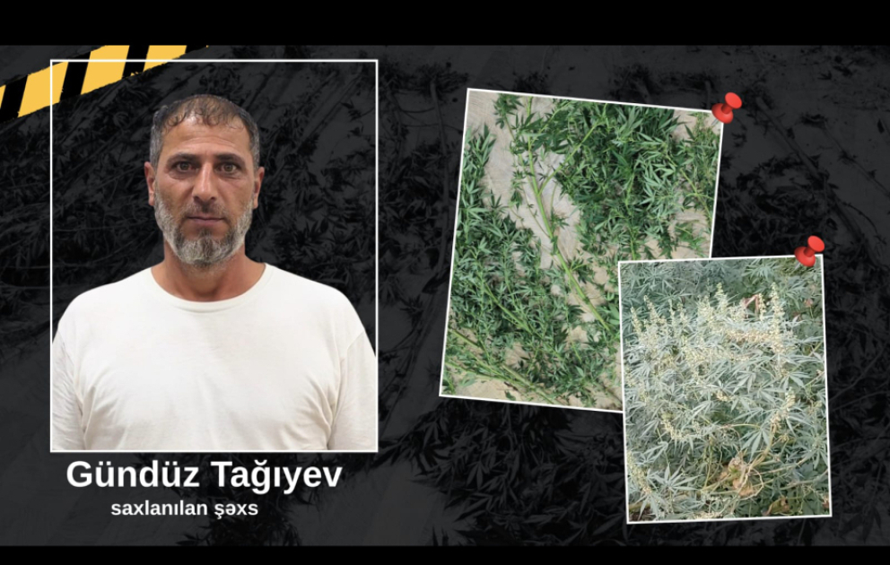 Astarada həyətində narkotik tərkibli bitkilər yetişdirən şəxs saxlanılıb