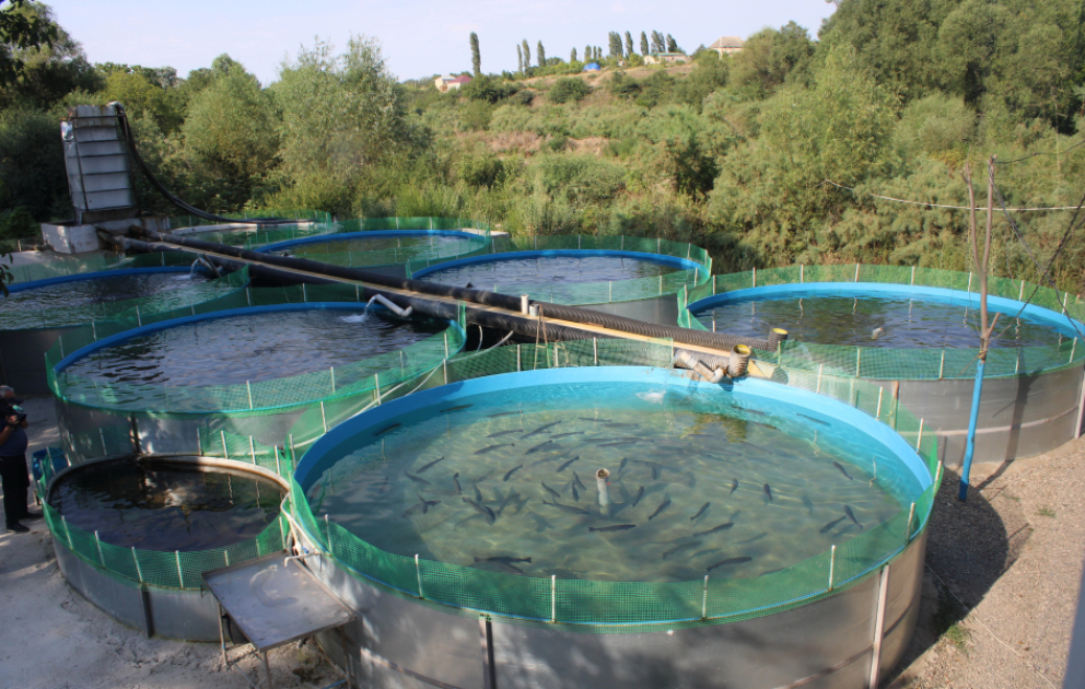Qərb bölgəsində forel balığı istehsalına maraq artır