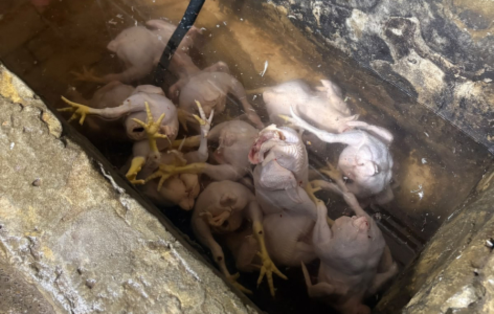Masallıda qanunsuz toyuq kəsimi sexləri aşkarlanıb