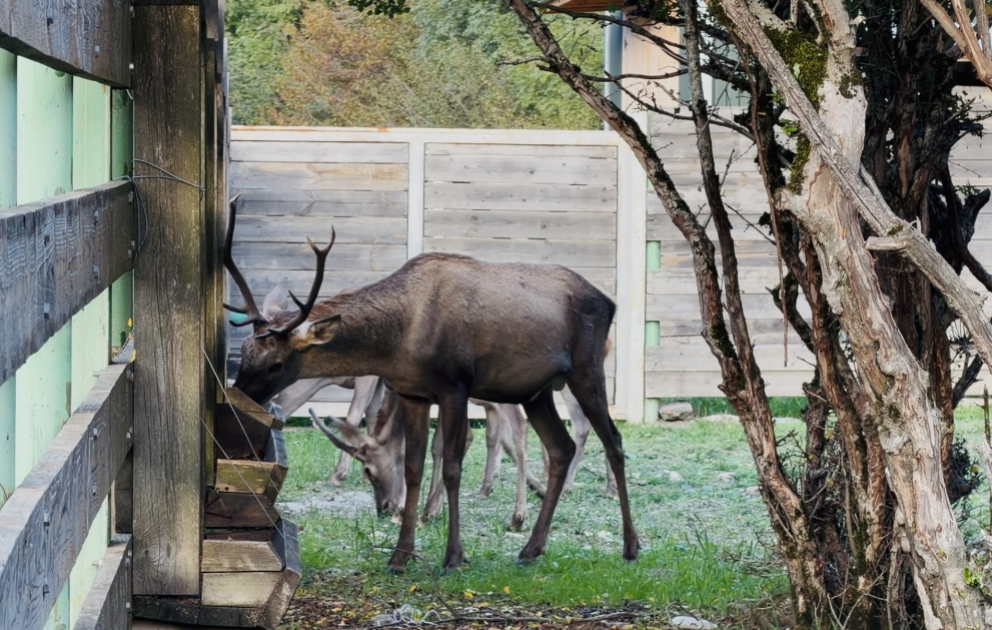 Wisente, Bisons und herbstliche Landschaften: Ein Ausflug in die Natur von Ismayilli