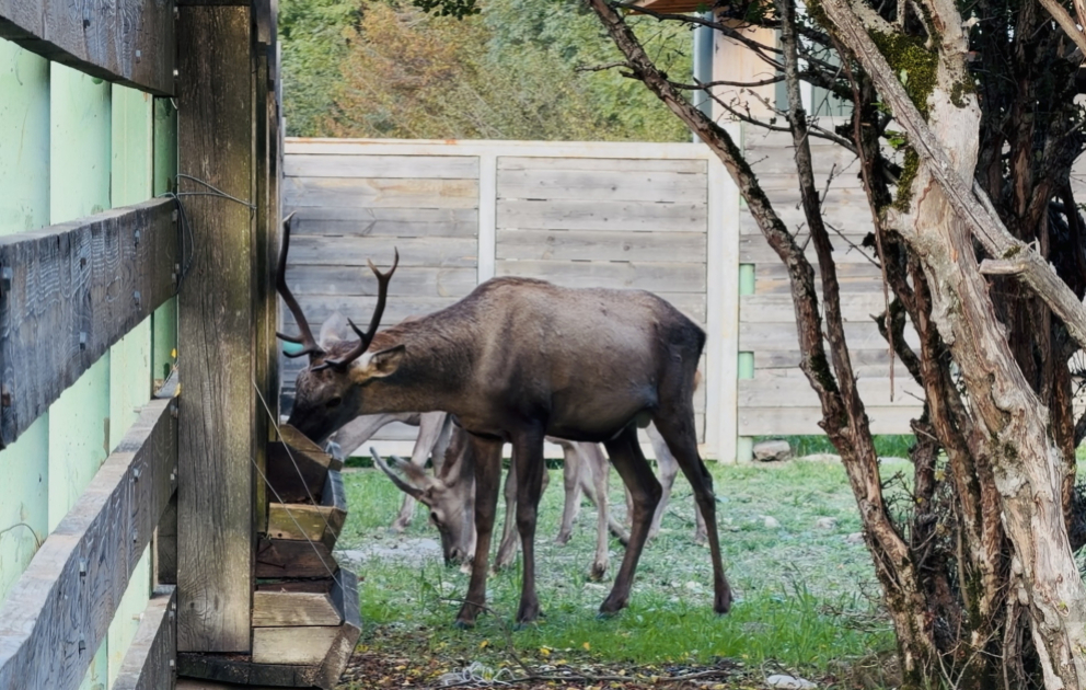 Bison, buffalo and autumn landscapes: A journey into nature in Ismayilli