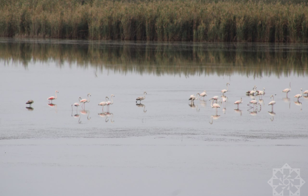 Shirvan National Park: A unique ecosystem with rich biodiversity