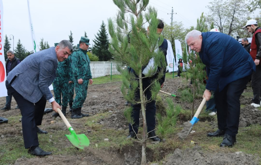“Qəhrəmanlar Bağı” layihəsi çərçivəsində Şəkidə ağacəkmə aksiyası keçirilib