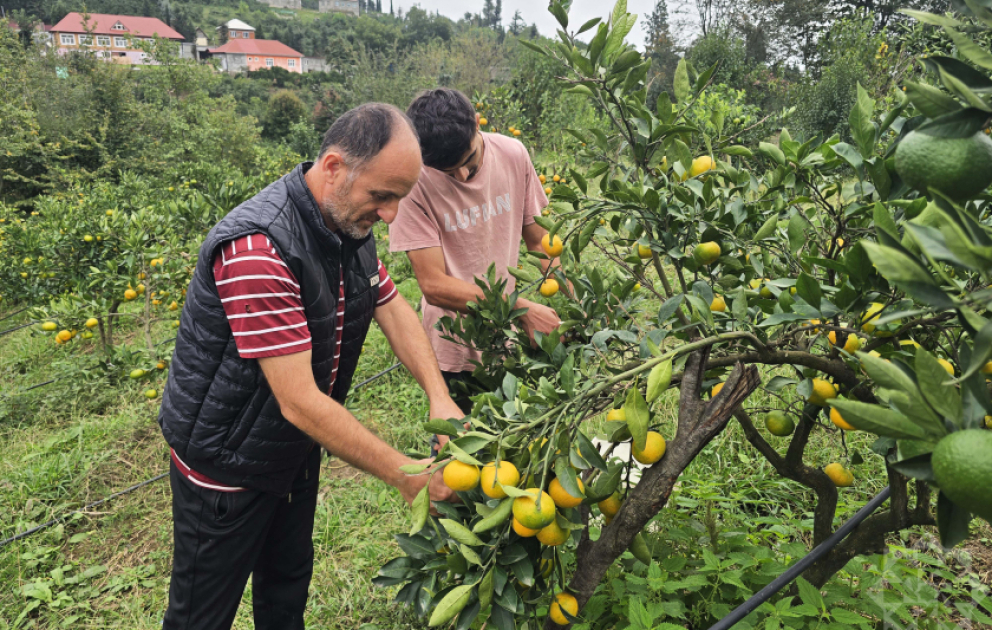 Astarada tezyetişən naringinin yığımı aparılır – Qiymətlər 50 qəpikdən başlayır
